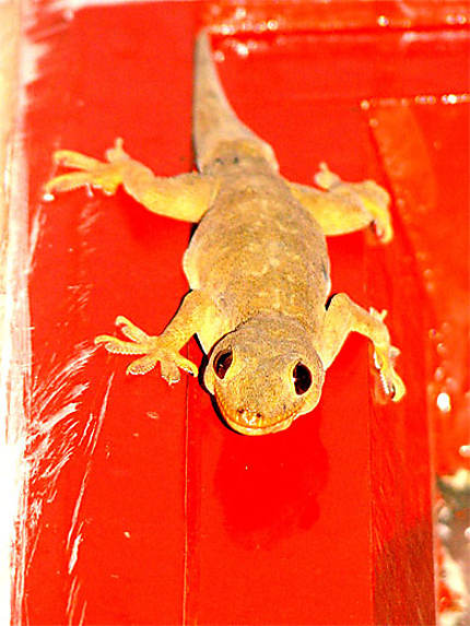 Un beau gecko