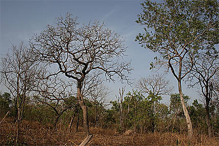 Végétation du parc national du Niokolo Koba
