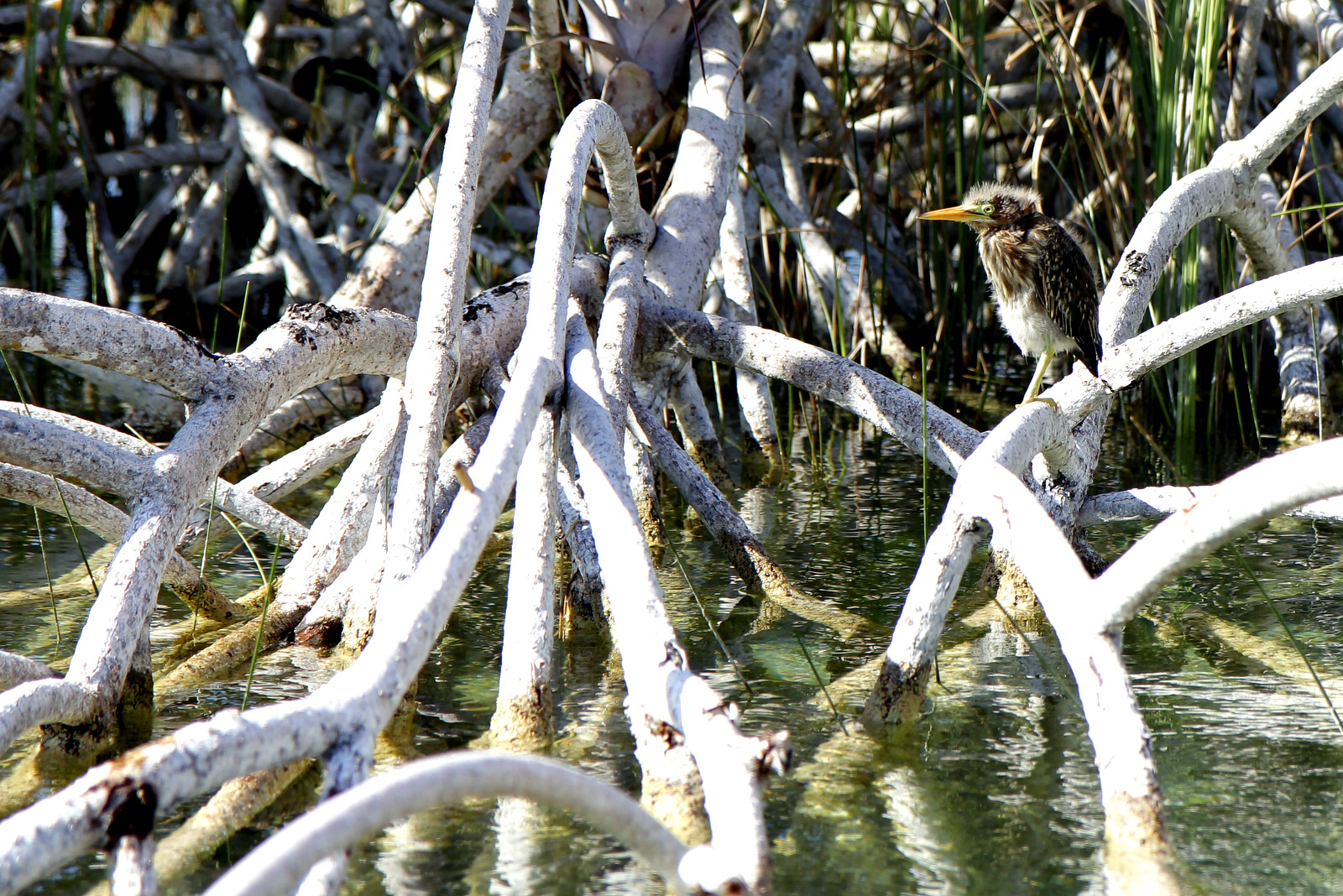 Bebe Heron Oiseaux Animaux Reserve Sian Ka An Yucatan Mexique Routard Com