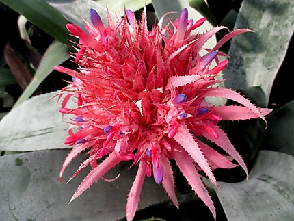 Aechmea Fasciata