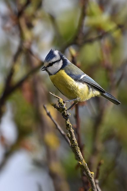 Mésange bleue