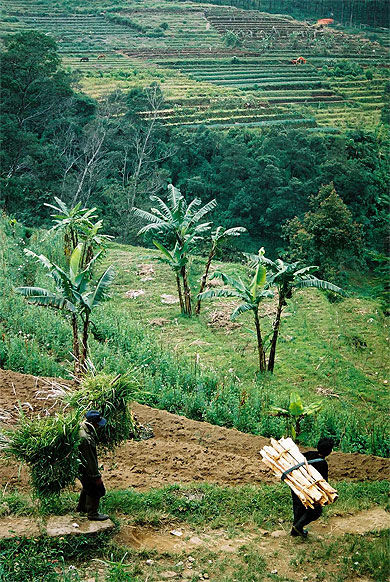 Cultures en terrasses à Gedong Songo