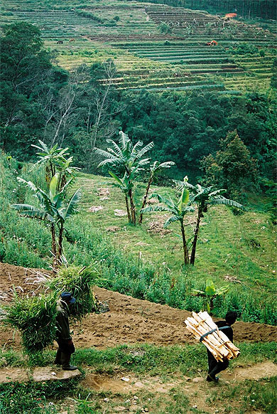 Cultures en terrasses à Gedong Songo Cultures en terrasses à Gedong Songo
