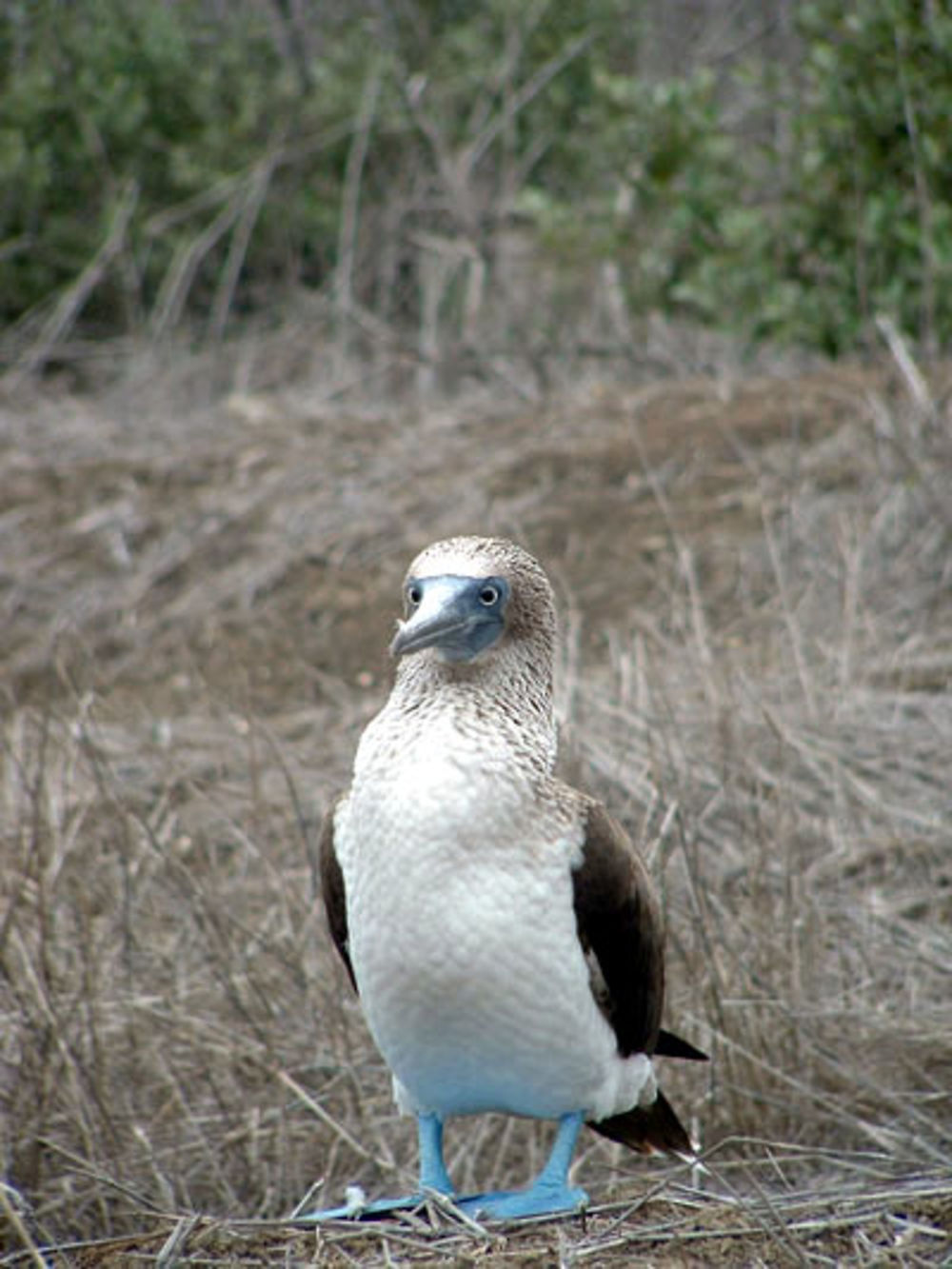 Fou aux pattes bleus