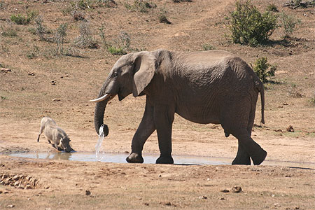 Duel entre un éléphant et un phacochère Duel entre un éléphant et un phacochère