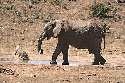 Duel entre un éléphant et un phacochère