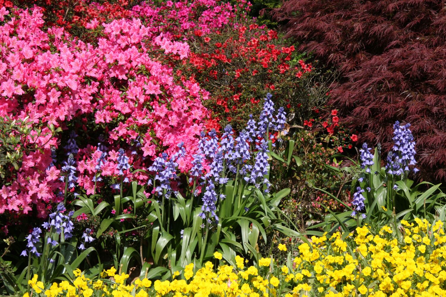 Explosion florale Explosion florale