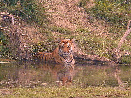 Tigre de Bardia Tigre de Bardia