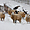 Moutons en hiver