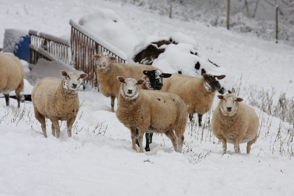 Moutons en hiver