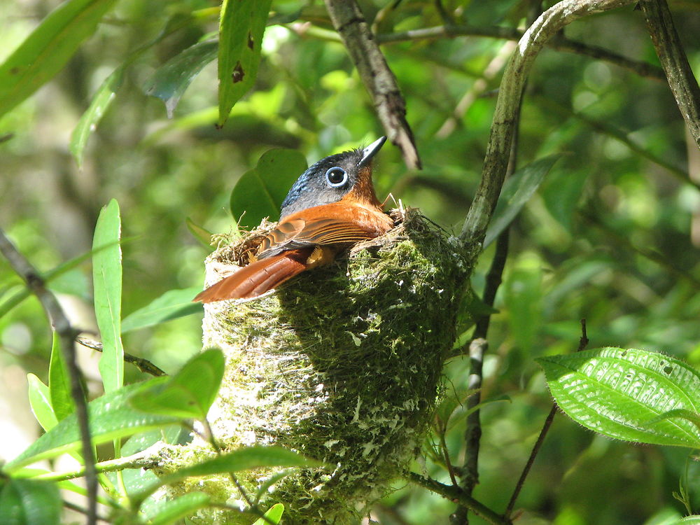 Oiseaux de la Réserve Vakoana