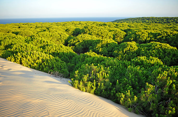 Parc national de la Doñana, la nature à l’état brut