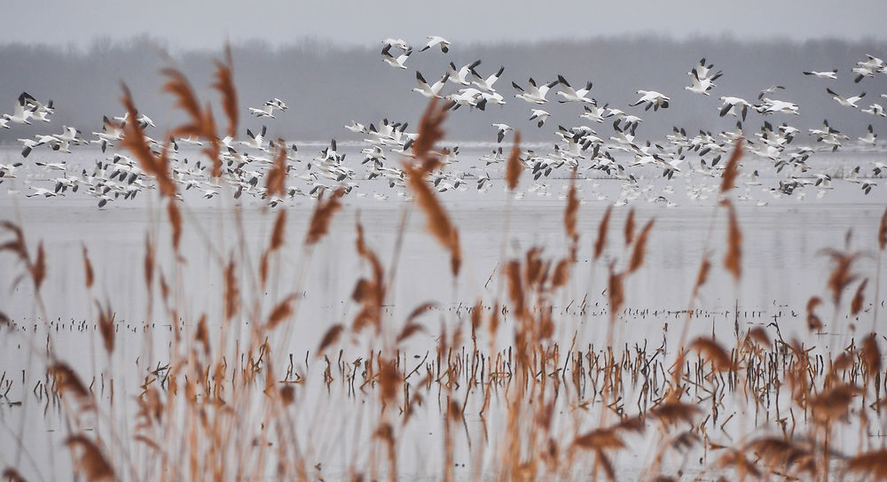 Les oies sauvages à Baie-du-Febvre