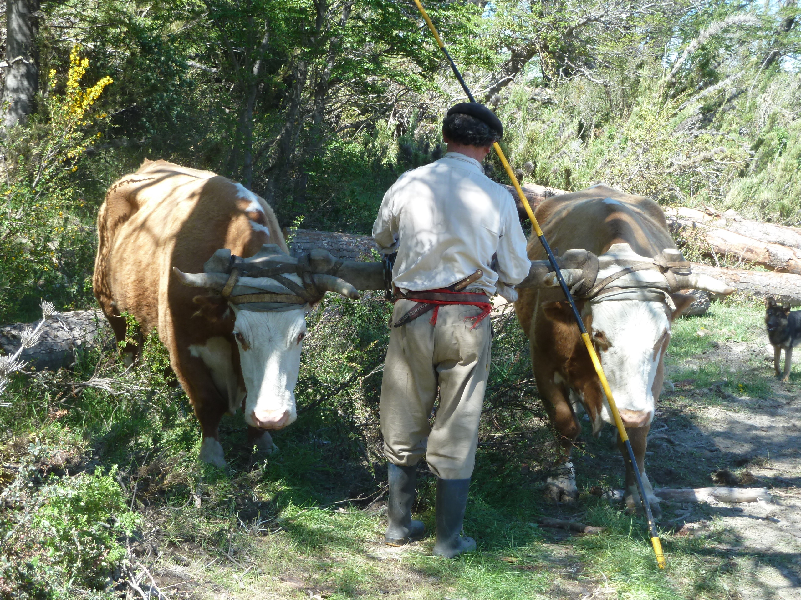 Travail des boeufs Travail des boeufs