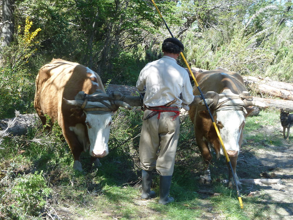 Travail des boeufs 