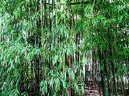 Bambouseraie 