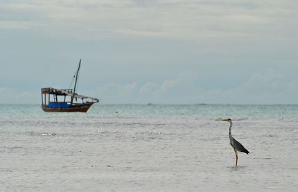 Héron dans le lagon de Zanzibar