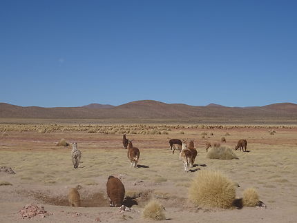 Troupeau de Lamas dans le Sud-Lipez
