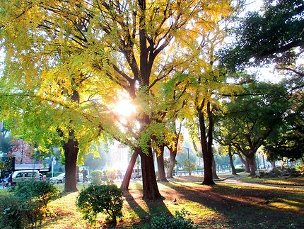 Parcs et jardins en automne, Tokyo