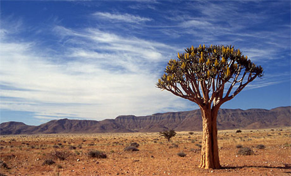 Arbre à carquois