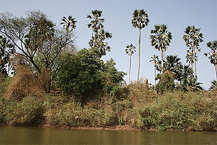 Rivage du fleuve Gambie