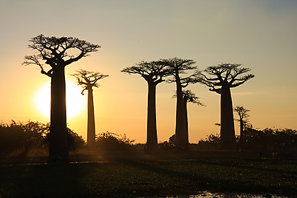 Coucher de soleil sur les baobabs