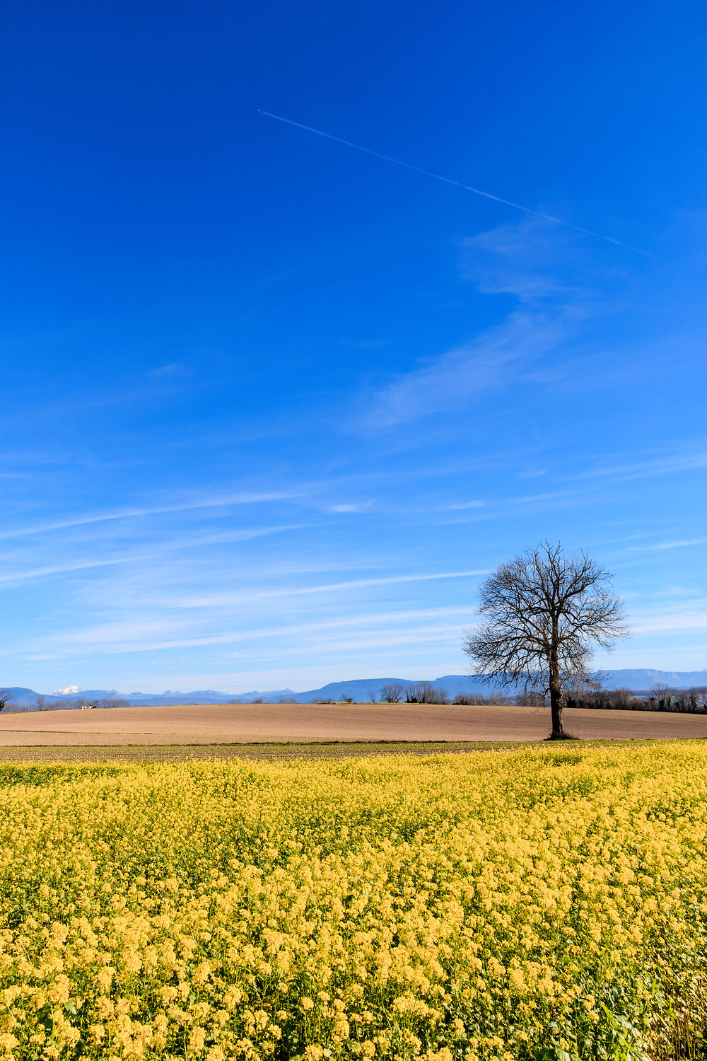 Champ de colza