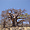 Baobab dans le Kaokoland