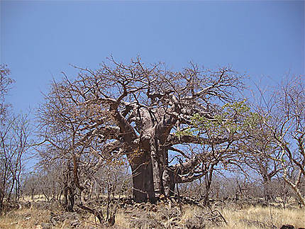 Baobab dans le Kaokoland