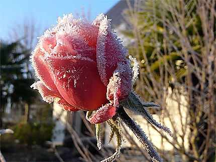 Rose d'hiver...