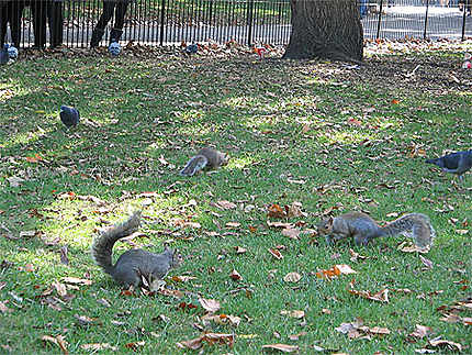 Ecureuils à st james's park