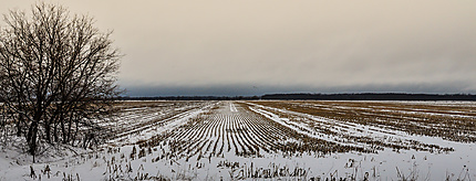 Les champs sous la neige