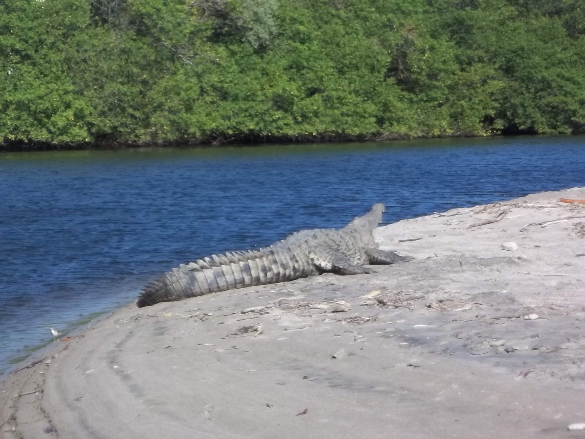 Croco!! Croco!!