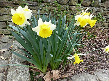 Quelques jonquilles dans le jardin anglais : Fleurs : Dinan : Côtes-d'Armor  : Bretagne : Routard.com