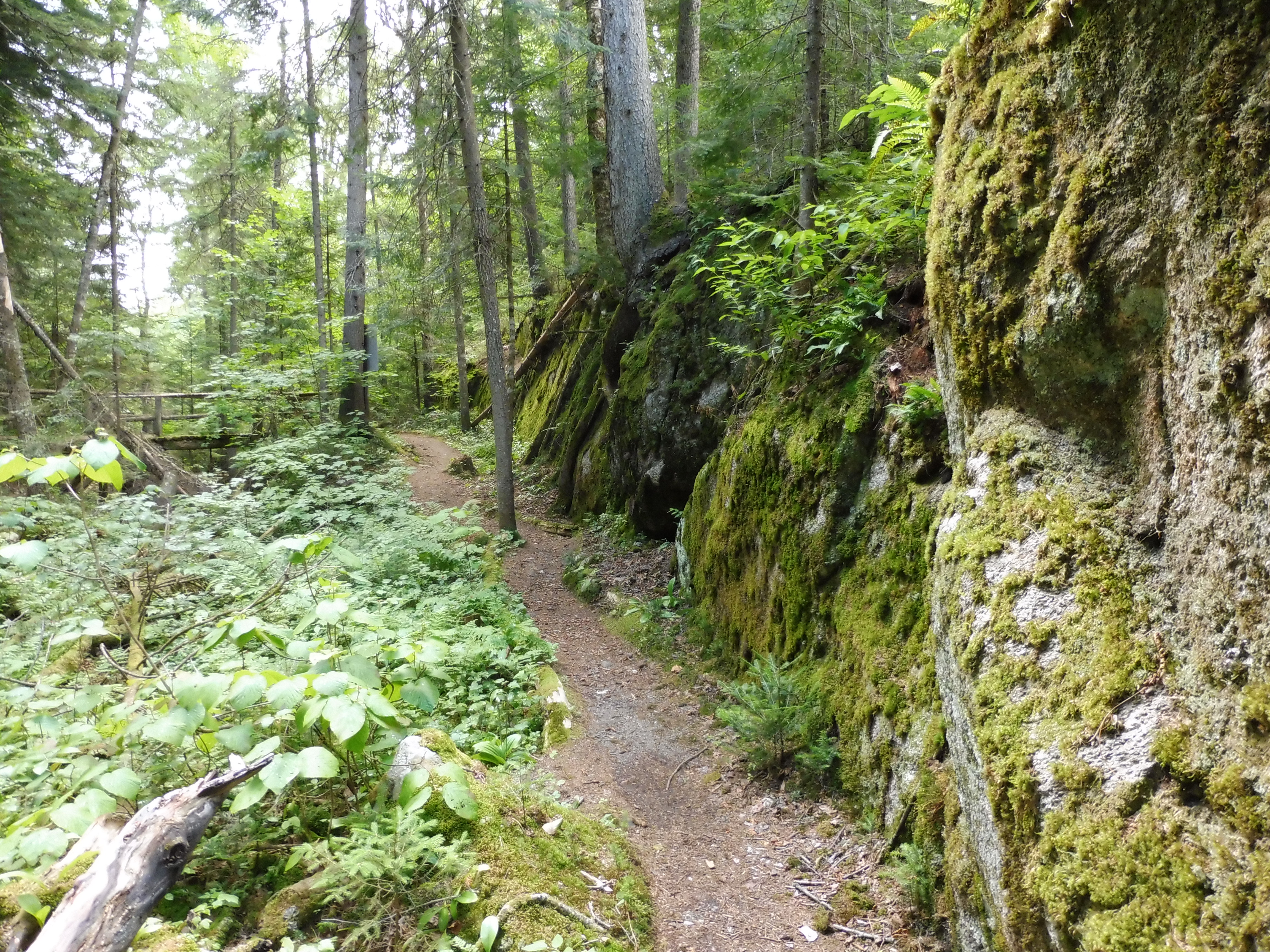 Sous-bois Sous-bois