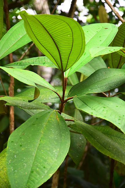 Végétation tropicale à Cuba