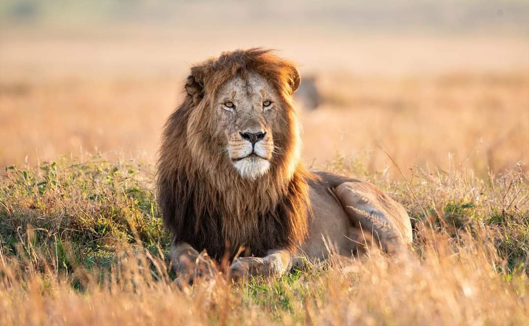Simba 