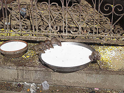 Rats dans le temple de Karni Mata