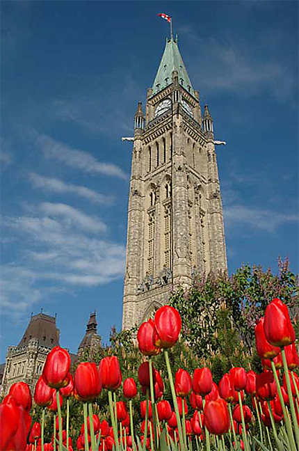 Tulipes devant le parlement d'Ottawa