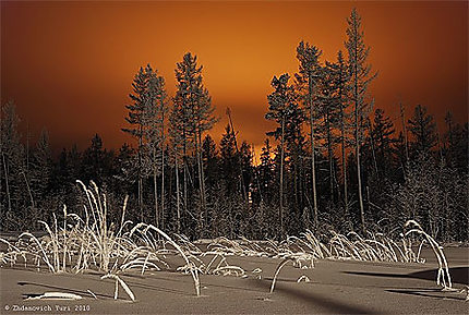 Forêt en Sibérie