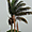 Le palmier Maripa
