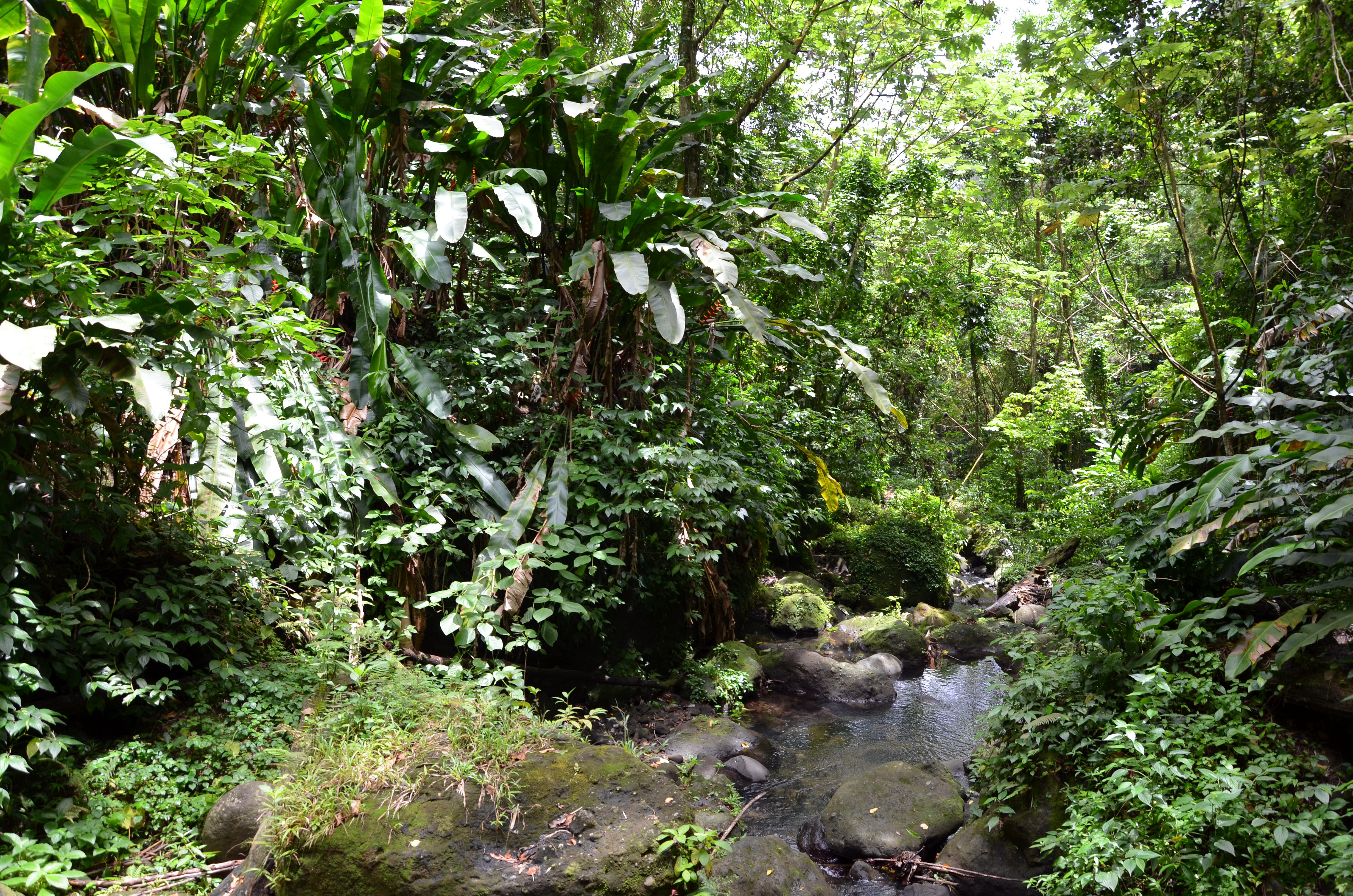 Forêt tropicale humide Forêt tropicale humide