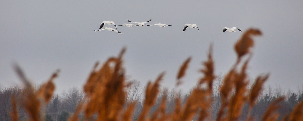 Les oies sauvages à Baie-du-Febvre