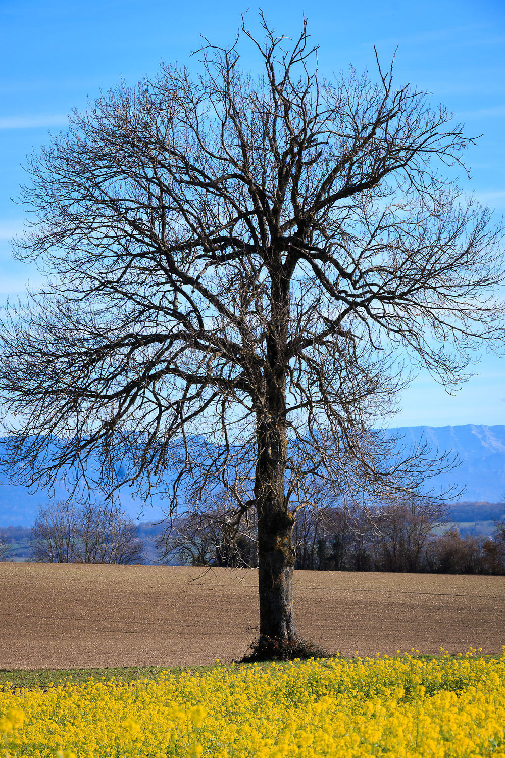 L'arbre solitaire