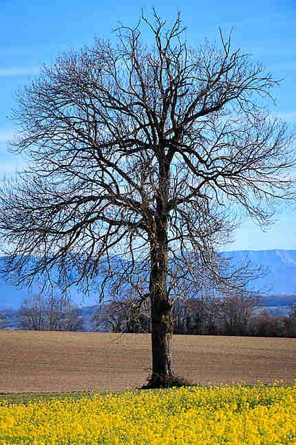L'arbre solitaire