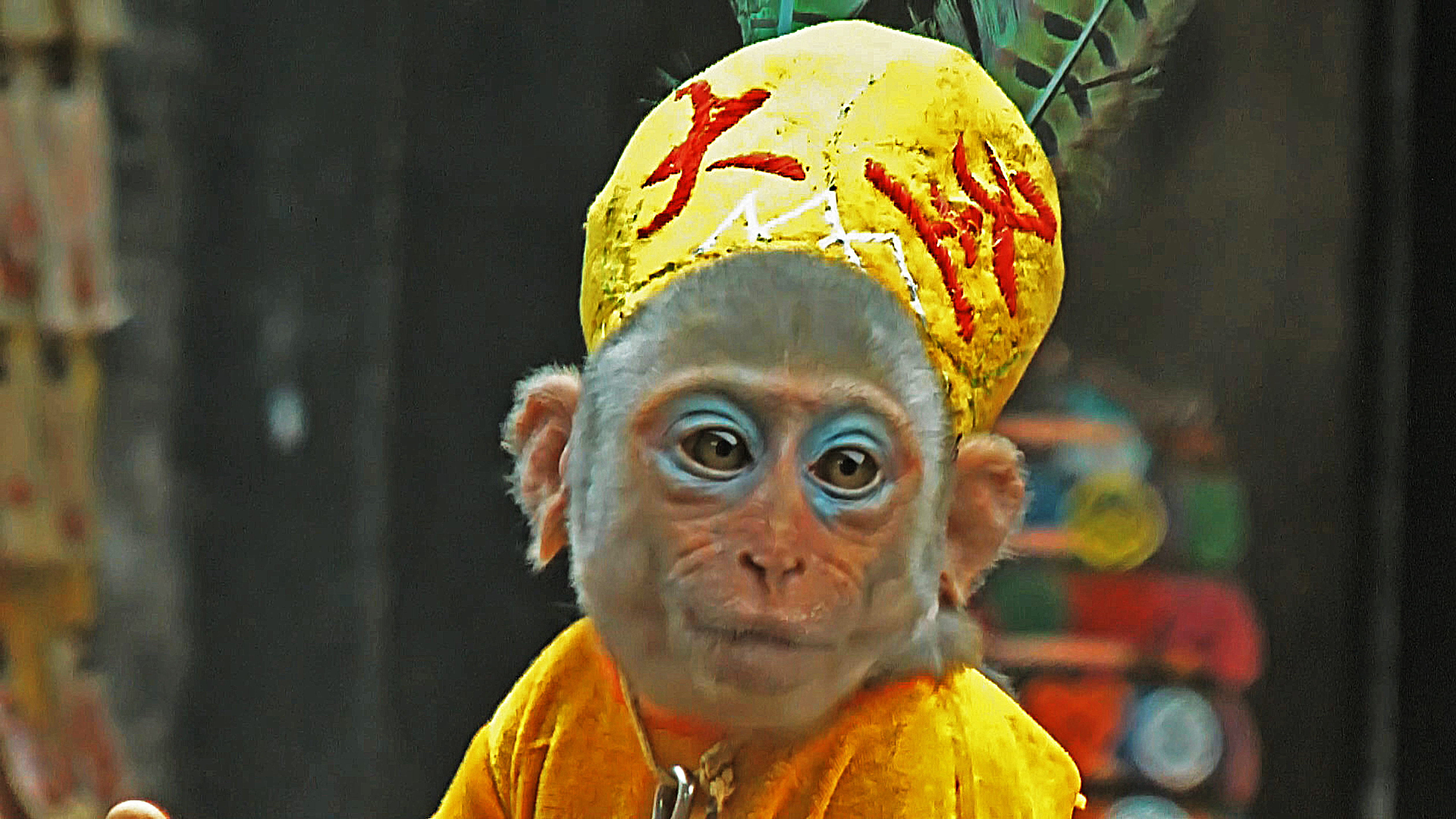 Singe à Pingyao, Chine Singe à Pingyao, Chine