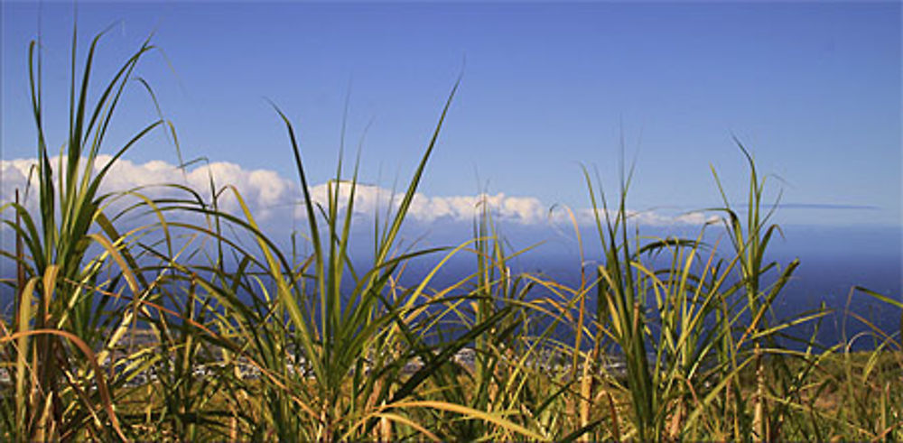 Champs de Canne à Sucre