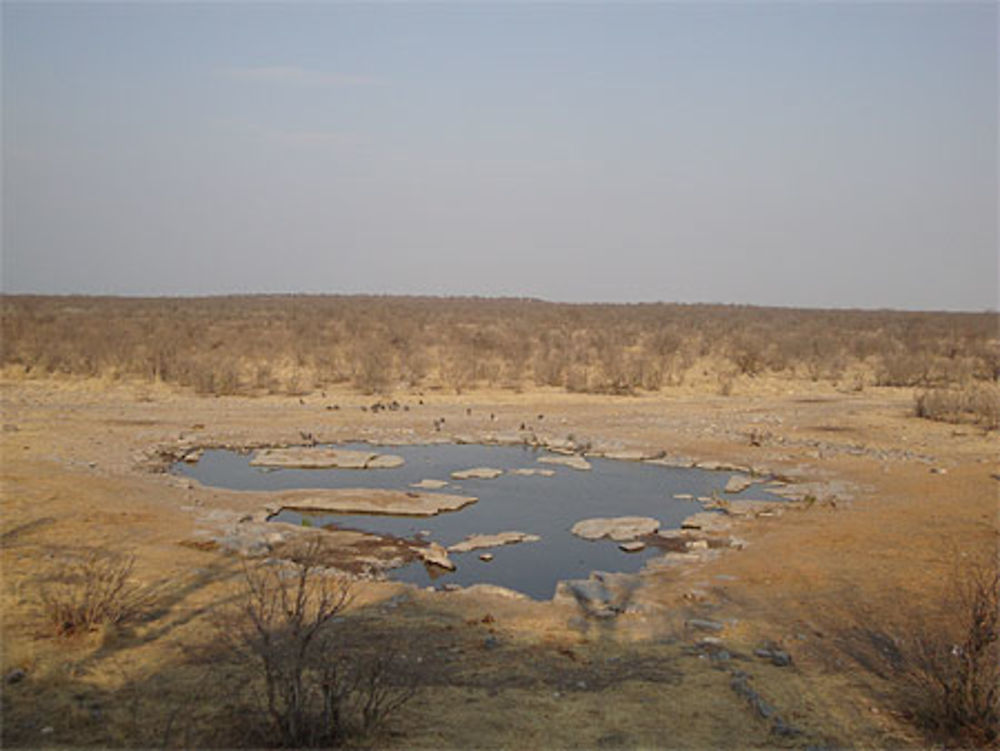 Point d'eau à Halali