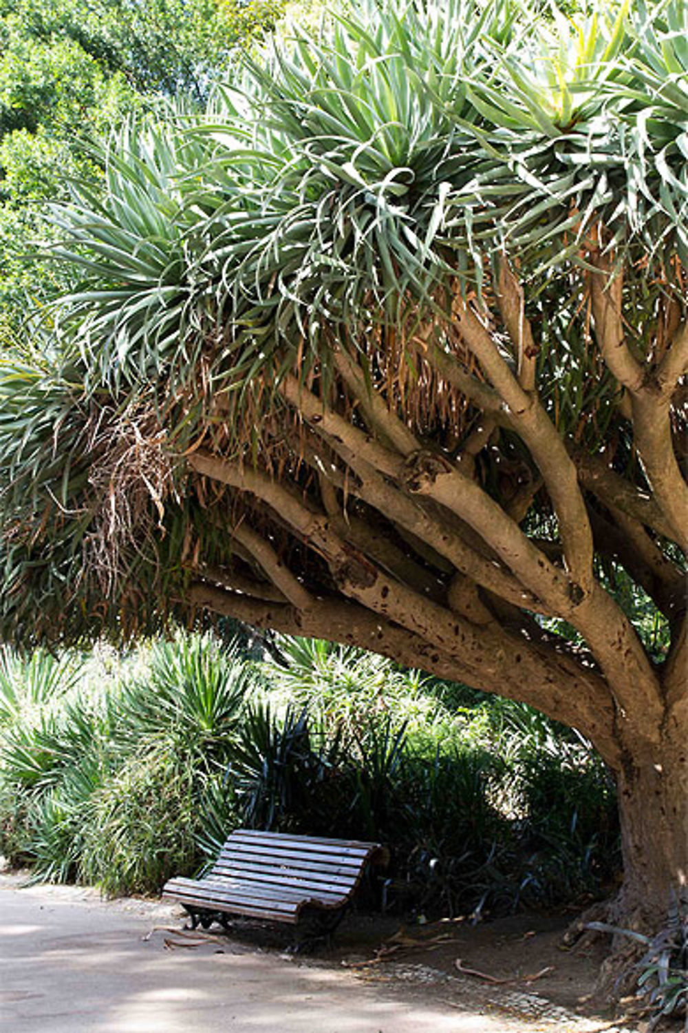 Lisbonne - Jardim da Estrela - A l'ombre d'un dragonnier