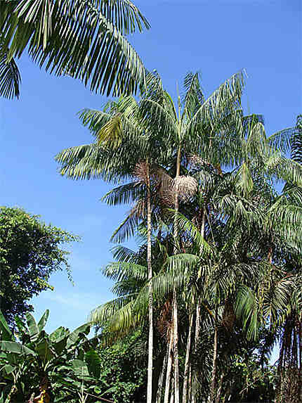 Le palmier Pinot ou Wassaï